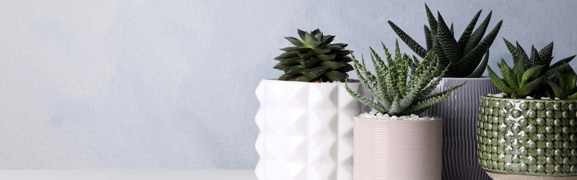 Cacti & Succulent Gifts Delivered to Canada